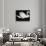Swan, Europe, 1972-Brett Weston-Photographic Print displayed on a wall
