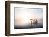 Swan Floating on Pond at Dawn-null-Framed Art Print