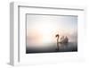 Swan Floating on Pond at Dawn-null-Framed Art Print