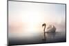 Swan Floating on Pond at Dawn-null-Mounted Art Print