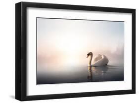 Swan Floating on Pond at Dawn-null-Framed Art Print