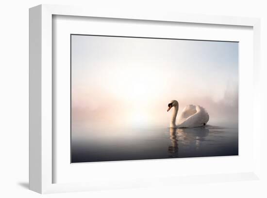 Swan Floating on Pond at Dawn-null-Framed Art Print