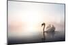 Swan Floating on Pond at Dawn-null-Mounted Art Print