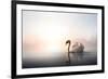 Swan Floating on Pond at Dawn-null-Framed Art Print