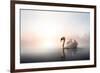 Swan Floating on Pond at Dawn-null-Framed Art Print