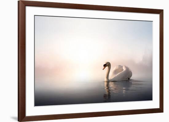 Swan Floating on Pond at Dawn-null-Framed Art Print