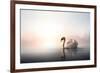 Swan Floating on Pond at Dawn-null-Framed Art Print