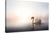 Swan Floating on Pond at Dawn-null-Stretched Canvas