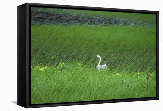 Swan in a Swamp, Near Anchorage in Alaska-Françoise Gaujour-Framed Stretched Canvas