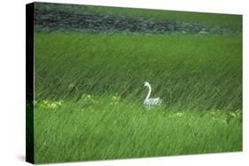 Swan in a Swamp, Near Anchorage in Alaska-Françoise Gaujour-Stretched Canvas