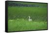 Swan in a Swamp, Near Anchorage in Alaska-Françoise Gaujour-Framed Stretched Canvas