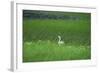Swan in a Swamp, Near Anchorage in Alaska-Françoise Gaujour-Framed Premium Photographic Print