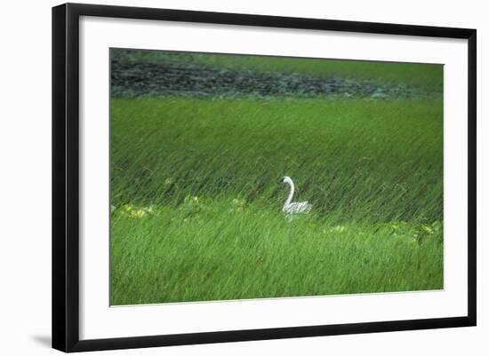 Swan in a Swamp, Near Anchorage in Alaska-Françoise Gaujour-Framed Premium Photographic Print