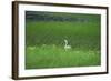 Swan in a Swamp, Near Anchorage in Alaska-Françoise Gaujour-Framed Premium Photographic Print