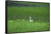 Swan in a Swamp, Near Anchorage in Alaska-Françoise Gaujour-Framed Stretched Canvas