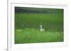 Swan in a Swamp, Near Anchorage in Alaska-Françoise Gaujour-Framed Photographic Print