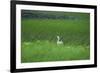 Swan in a Swamp, Near Anchorage in Alaska-Françoise Gaujour-Framed Photographic Print
