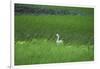 Swan in a Swamp, Near Anchorage in Alaska-Françoise Gaujour-Framed Photographic Print