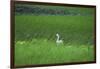 Swan in a Swamp, Near Anchorage in Alaska-Françoise Gaujour-Framed Photographic Print