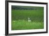 Swan in a Swamp, Near Anchorage in Alaska-Françoise Gaujour-Framed Photographic Print