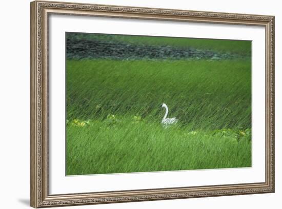 Swan in a Swamp, Near Anchorage in Alaska-Françoise Gaujour-Framed Photographic Print