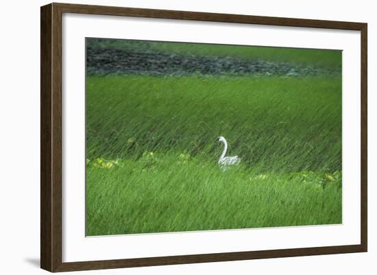 Swan in a Swamp, Near Anchorage in Alaska-Françoise Gaujour-Framed Photographic Print