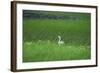 Swan in a Swamp, Near Anchorage in Alaska-Françoise Gaujour-Framed Photographic Print