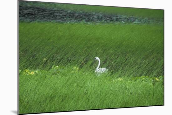 Swan in a Swamp, Near Anchorage in Alaska-Françoise Gaujour-Mounted Photographic Print