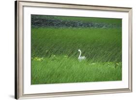 Swan in a Swamp, Near Anchorage in Alaska-Françoise Gaujour-Framed Photographic Print