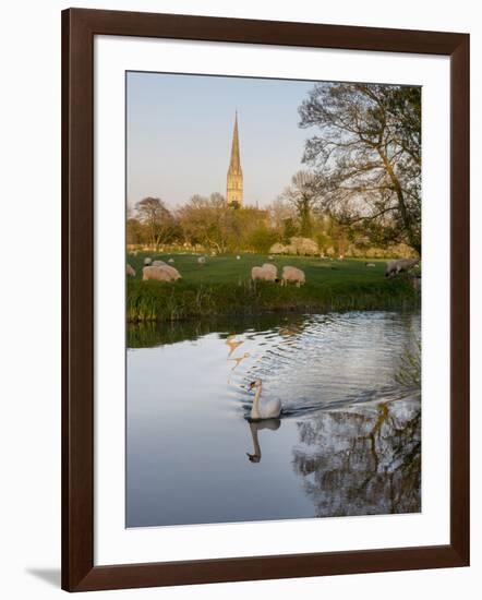 Swan In Front Of Salisbury Cathedral-Charles Bowman-Framed Photographic Print