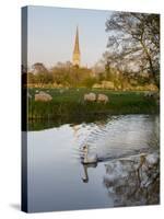Swan In Front Of Salisbury Cathedral-Charles Bowman-Stretched Canvas