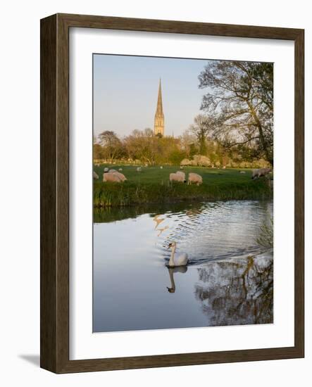 Swan In Front Of Salisbury Cathedral-Charles Bowman-Framed Photographic Print