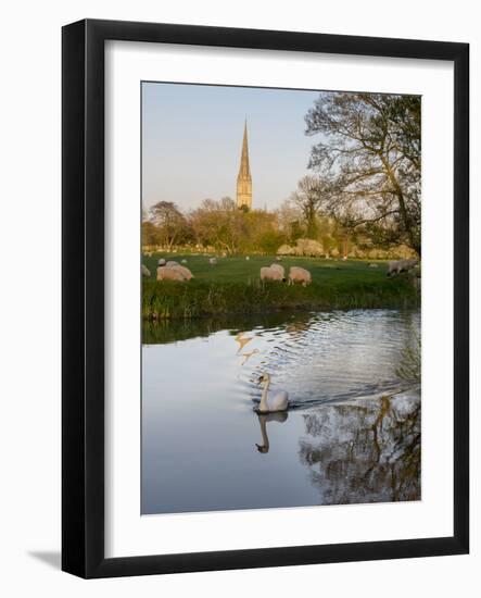 Swan In Front Of Salisbury Cathedral-Charles Bowman-Framed Photographic Print