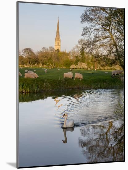 Swan In Front Of Salisbury Cathedral-Charles Bowman-Mounted Photographic Print