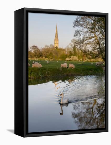 Swan In Front Of Salisbury Cathedral-Charles Bowman-Framed Stretched Canvas