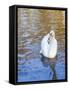 Swan in Keukenhof Gardens-Anna Miller-Framed Stretched Canvas