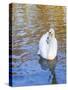 Swan in Keukenhof Gardens-Anna Miller-Stretched Canvas
