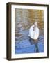 Swan in Keukenhof Gardens-Anna Miller-Framed Photographic Print