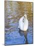 Swan in Keukenhof Gardens-Anna Miller-Mounted Photographic Print