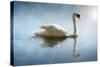 Swan in the Morning Sunlight with Reflections on Calm Water in a Lake-Flynt-Stretched Canvas