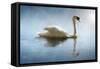 Swan in the Morning Sunlight with Reflections on Calm Water in a Lake-Flynt-Framed Stretched Canvas