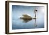 Swan in the Morning Sunlight with Reflections on Calm Water in a Lake-Flynt-Framed Photographic Print