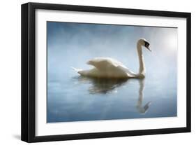 Swan in the Morning Sunlight with Reflections on Calm Water in a Lake-Flynt-Framed Photographic Print
