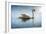 Swan in the Morning Sunlight with Reflections on Calm Water in a Lake-Flynt-Framed Photographic Print