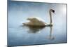 Swan in the Morning Sunlight with Reflections on Calm Water in a Lake-Flynt-Mounted Photographic Print