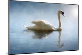 Swan in the Morning Sunlight with Reflections on Calm Water in a Lake-Flynt-Mounted Photographic Print