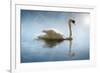 Swan in the Morning Sunlight with Reflections on Calm Water in a Lake-Flynt-Framed Photographic Print