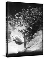 Swan in the Sunshine-null-Stretched Canvas