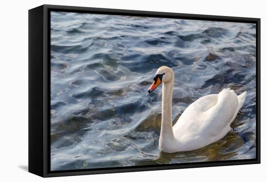 Swan in the Water-Massimiliano Ranauro-Framed Stretched Canvas