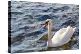 Swan in the Water-Massimiliano Ranauro-Stretched Canvas